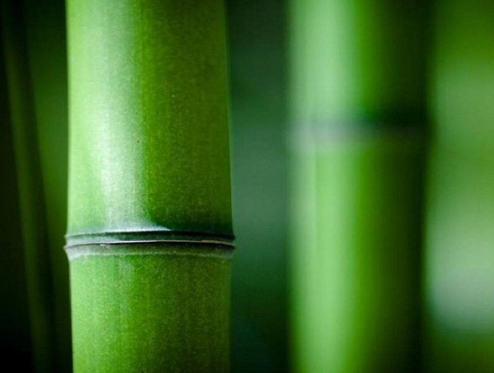 Bambus Vitalpflaster